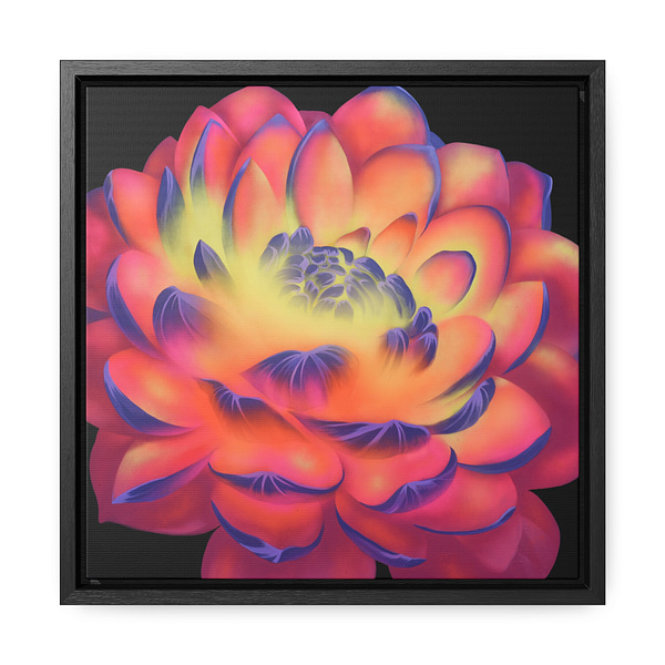Pink and Yellow Dahlia Soul Flower Framed Canvas Print